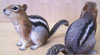 Golden Mantled Ground Squirrels