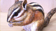 Yellow-pine Chipmunk