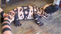 Gila Monster