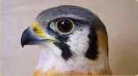 American kestrel 