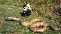 Enlarged Water Snake