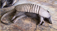 Dead Armadillo model