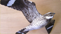 Common nighthawk